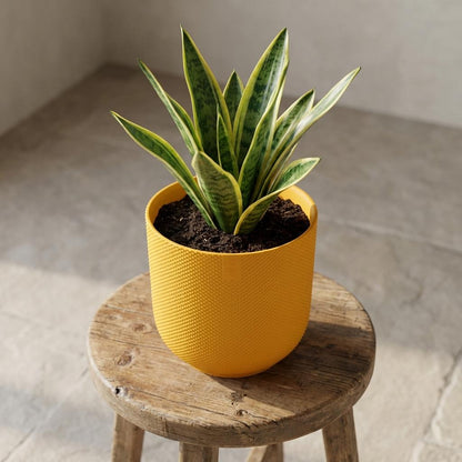 Sierpot - Jazz Round Amber Yellow - Ø 19cm