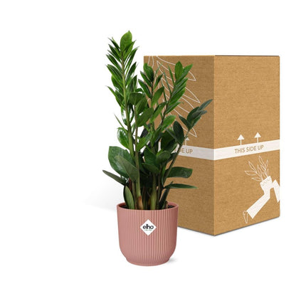 Kamerplant - Zamioculcas - Pot Ø 14cm Hoogte ↕ 45-50cm