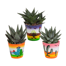 Kamerplant 3x Gasteria/Haworthia mix - Inclusief sierpot - Pot Ø 8,5cm