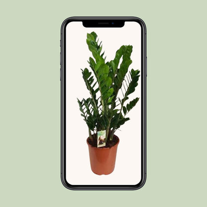 Kamerplant - Zamioculcas Zamiifolia - Luchtzuiverend - Pot Ø 27cm Hoogte ↕ 100cm