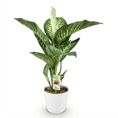 Kamerplant - Dieffenbachia Tropic Snow - Pot Ø 21cm Hoogte ↕ 90-100cm