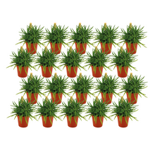 Kamerplant 20x Senecio Himalaya - Pot Ø 5,5cm Hoogte ↕ 10cm
