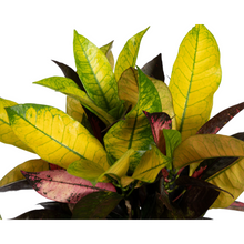 Kamerplant - Codiaeum 'Croton' Iceton - Pot Ø 17cm Hoogte ↕ 40-60cm