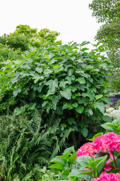 Kamerplant - Ficus Gustissimo Perretta - Pot Ø 13cm Hoogte ↕ 45cm