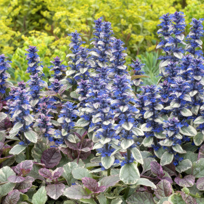 Buitenplant 48x Ajuga reptans 'Burgundy Glow' - Vaste plant - Pot Ø 9cm Hoogte ↕ 10-25cm