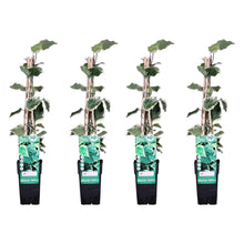 Buitenplant 4x Hedera algeriensis 'Gloire de Maren' - Klimplant - Pot Ø 15cm Hoogte ↕ 65cm