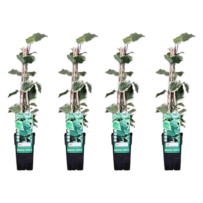 Buitenplant 4x Hedera algeriensis 'Gloire de Maren' - Klimplant - Pot Ø 15cm Hoogte ↕ 65cm