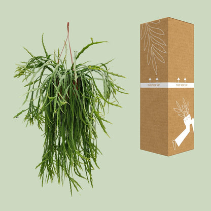 Kamerplant - Lepismium Asuntapatense - Hangplant - Pot Ø 20cm Hoogte ↕ 60cm