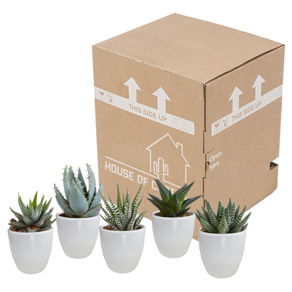 Kamerplant 5x Gasteria/Haworthia mix - in witte pot - Pot Ø 5,5cm