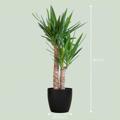 Kamerplant - Yucca Elephantipes - Inclusief sierpot zwart - Pot Ø 21cm Hoogte ↕ 90cm