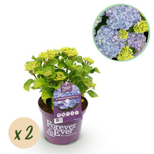 Buitenplant 2x Hydrangea Forever & Ever Blauw - Rijkbloeiend - Pot Ø 23cm Hoogte ↕ 55cm
