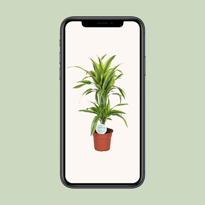 Kamerplant - Dracaena Lemon Lime - Pot Ø 17cm Hoogte ↕ 65cm