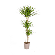 XL kamerplant - Dracaena Marginata Green - Pot Ø 24cm Hoogte ↕ 130-150cm