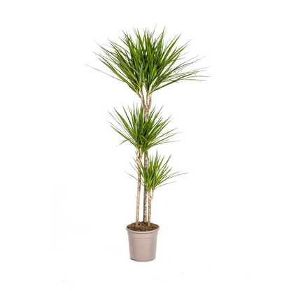 XL kamerplant - Dracaena Marginata Green - Pot Ø 24cm Hoogte ↕ 130-150cm
