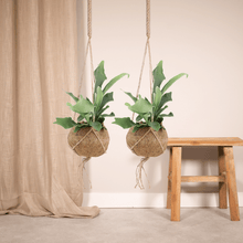 Kamerplant 2x Kokodama Platycerium - Hertshoornvaren - Pot Ø 15cm Hoogte ↕ 35cm