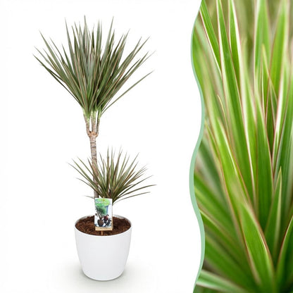 Kamerplant - Dracaena Marginata Bicolor - Pot Ø 21cm Hoogte ↕ 90-100cm