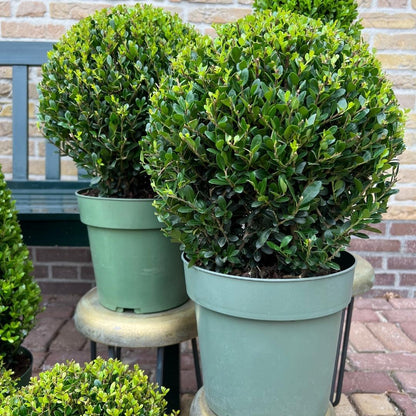 Buitenplant 2x Ilex crenata 'Jenny' Bol XL - Pot Ø 25cm