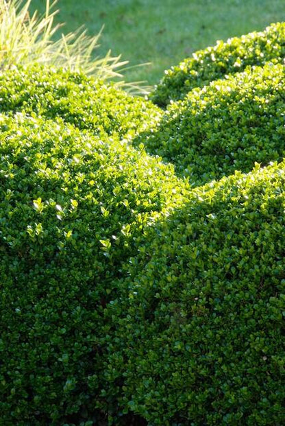 Buitenplant 60x Buxus sempervirens - Winterhard - Pot Ø 9cm Hoogte ↕ 10-25cm