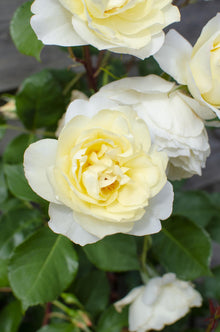 Buitenplant 3x Rosa Crazy in Love 'Vanilla' - Bloeiend - Pot Ø 15cm Hoogte ↕ 65cm