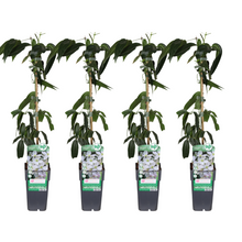 Buitenplant 4x Clematis armandii - Bloeiend - Pot Ø 15cm Hoogte ↕ 65cm