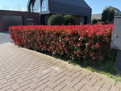 Buitenplant 8x Photinia fraseri 'Carré Rouge' - Groenblijvend - Pot Ø 9cm Hoogte ↕ 30-35cm