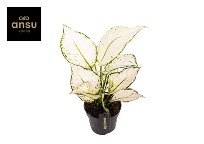Kamerplant - Aglaonema White Joy - Luchtzuiverend - Pot Ø 12cm Hoogte ↕ 35cm