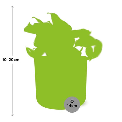 Kamerplant - Epipremnum Pinnatum Happy Leaf - Pot Ø 14cm