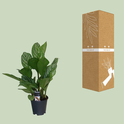 Kamerplant - Aglaonema Stripes - Pot Ø 17cm Hoogte ↕ 60cm