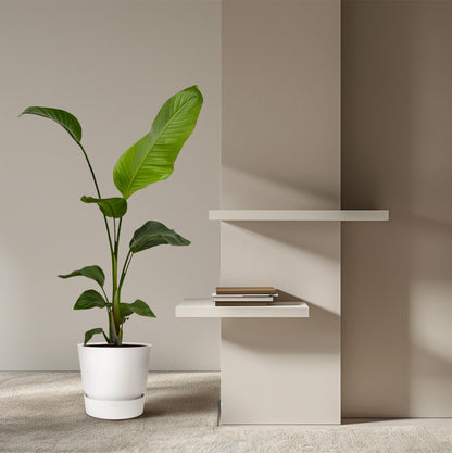 Kamerplant 2x Strelitzia Nicolai - Pot Ø 17cm Hoogte ↕ 100cm