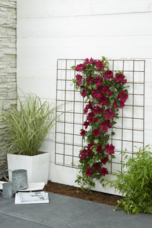 Buitenplant - Clematis Nubia - Bloeiend - Pot Ø 15cm Hoogte ↕ 65cm