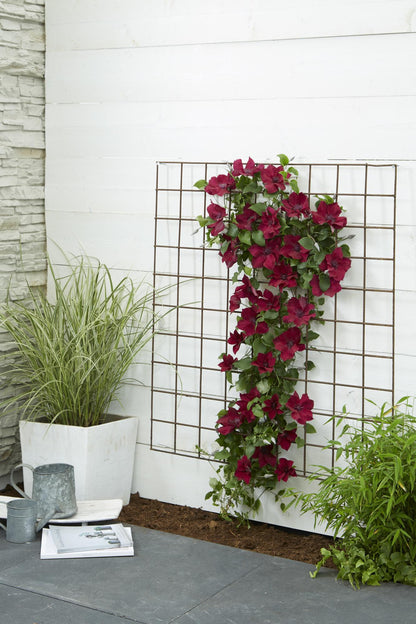 Buitenplant - Clematis Nubia - Bloeiend - Pot Ø 15cm Hoogte ↕ 65cm