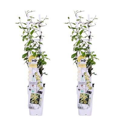 Buitenplant 2x Trachelospermum 'Star of Toscana' - Winterhard - Pot Ø 15cm Hoogte ↕ 65cm