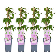 Buitenplant 4x Clematis Hagley Hybrid - Bloeiend - Pot Ø 15cm Hoogte ↕ 65cm