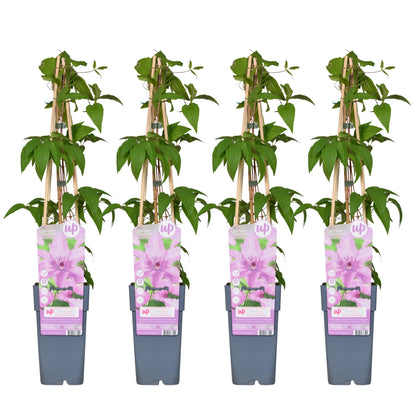 Buitenplant 4x Clematis Hagley Hybrid - Bloeiend - Pot Ø 15cm Hoogte ↕ 65cm
