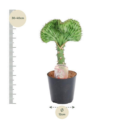 Kamerplant - Euphorbia lactea Cristata groen - Pot Ø 12cm Hoogte ↕ 35cm