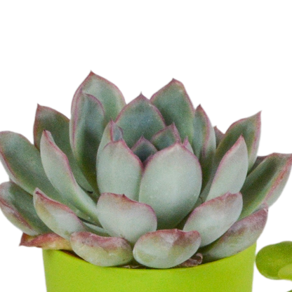 Kamerplant 5x Vetplanten mix - in gekleurde pot - Pot Ø 5.5cm