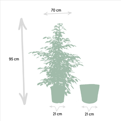 Kamerplant set - 3x Ficus (Danielle, Twilight, Moclame) - Met mand - Pot Ø 21cm Hoogte ↕ 95cm