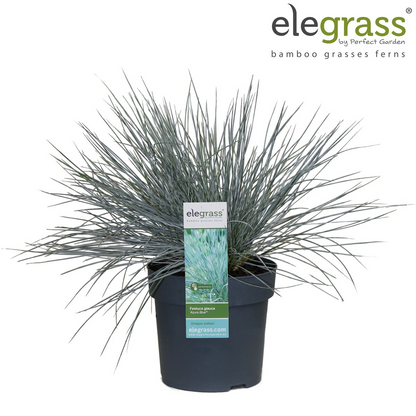 Buitenplant - Festuca glauca Azura Blue - Pot Ø 19cm Hoogte ↕ 40cm