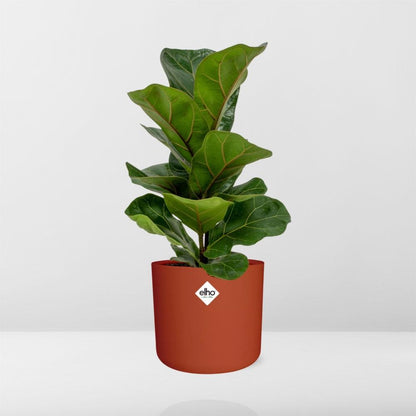 Kamerplant - Ficus Lyrata 'Bambino' - inclusief sierpot - Pot Ø 14cm