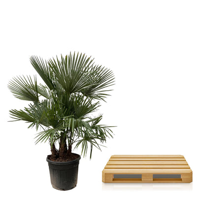 XL plant - Trachycarpus multi stam - Winterhard - Pot Ø 50cm Hoogte ↕ 230cm