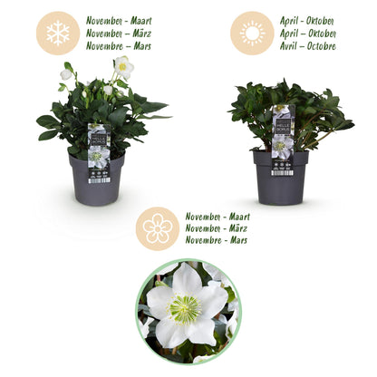 Buitenplant 2x Helleborus Christmas Carol - Bloeiend - Pot Ø 14cm Hoogte ↕ 30cm