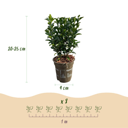 Buitenplant 8x Euonymus japonica 'Green Spire' - Haagplant - Pot Ø 9cm Hoogte ↕ 20-25cm