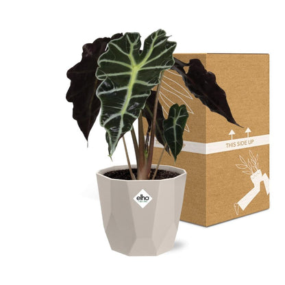 Kamerplant - Alocasia 'Polly' - Inclusief sierpot - Pot Ø 14cm