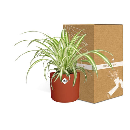 Kamerplant - Chlorophytum Comosum Variegatum - Pot Ø 14cm