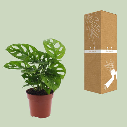 Kamerplant - Monstera Monkey Leaf (Gatenplant) - Pot Ø 12cm Hoogte ↕ 30cm