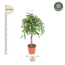 Kamerplant - Ficus Amstel King Gevlochten stam - Luchtzuiverend - Pot Ø 30cm Hoogte ↕ 140cm
