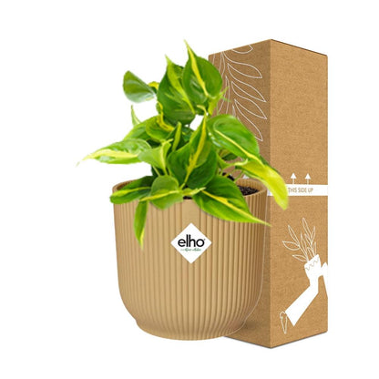 Kamerplant - Philodendron Scandens 'Brasil' - Hangplant - Pot Ø 14cm