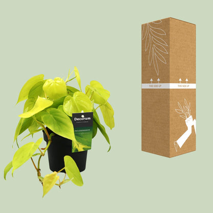 Kamerplant - Philodendron Lime - Hangplant - Pot Ø 12cm Hoogte ↕ 20cm
