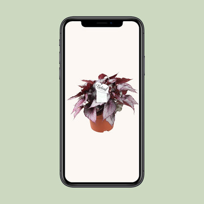 Kamerplant - Begonia Beleaf Maori Haze - Pot Ø 17cm Hoogte ↕ 32cm