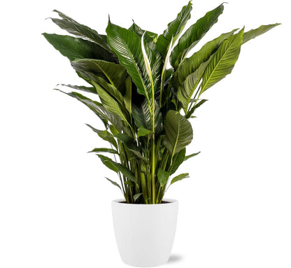 XL kamerplant - Spathiphyllum Sweet Sebastiano - Pot Ø 24cm Hoogte ↕ 110cm